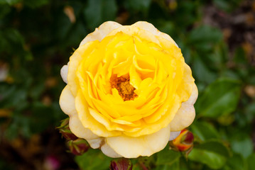 Pflanzen und Blüten 