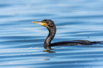 The great cormorant (Phalacrocorax carbo) feeding in sea