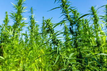 weibliche Cannabispflanzen auf einem Feld