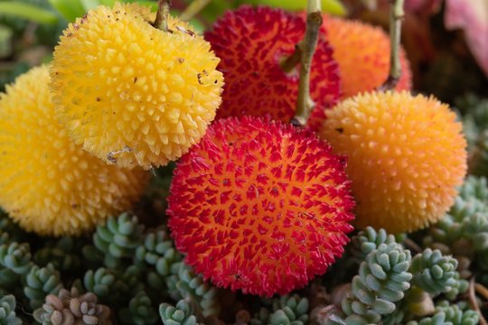 Corbezzolo - Arbutus unedo - Corbezzole