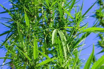 weibliche Cannabispflanzen auf einem Feld