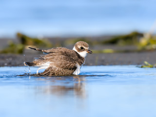 Killdeer Bathing in Fall on the Pond