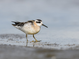 Red-necked Phalarope Foraging on the Pond in Summer