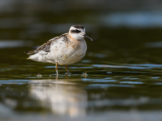 Red-necked Phalarope with Reflection  Foraging on the Pond in Summer