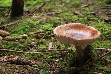 mushroom in the forest