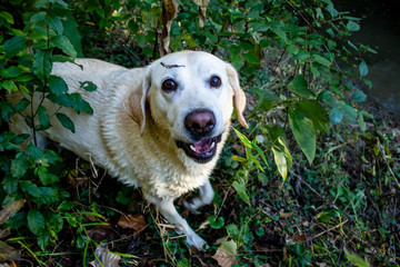 Misha after a dip in the water