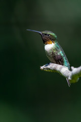 A male Ruby-throated Hummingbird perched against a green background.