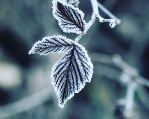 frost on the tree