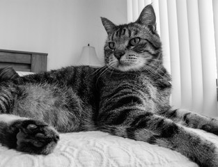 Moses laying on the kitchen table