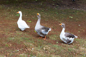 Two grey geese and one white goose stand in a row.