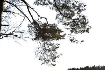 Realistic pine tree silhouette on white background