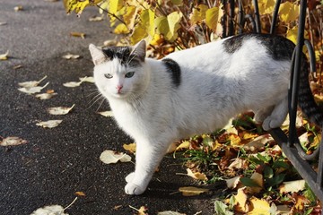 Beautiful white cat with blue eyes close up