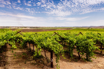 Fototapeta na wymiar Green grape vineyard against a beautiful sky scape (clouds)