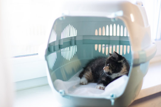 The cat sits in a carrier for animals . A pet. Transportation of animals. Little kitten.