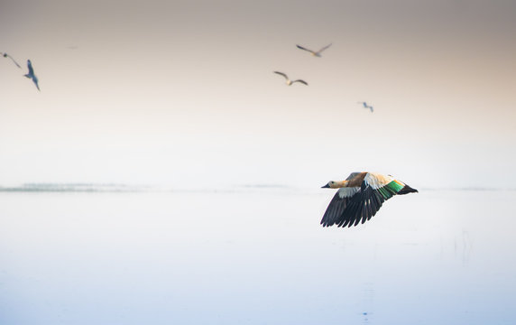 Flight reddy shelduck at the Bhigwan bird sanctuary