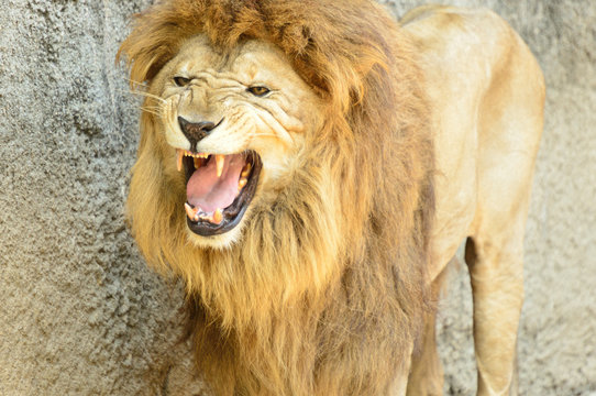 868 Best 吠える Images Stock Photos Vectors Adobe Stock