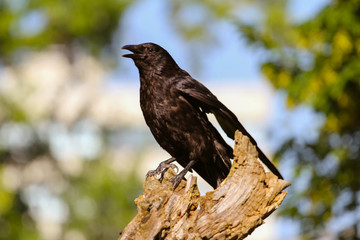 Raven on a dead tree