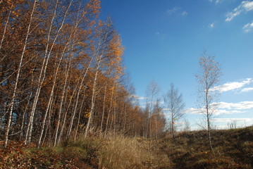 forest in autumn