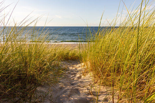 D&uuml;nengras weht im Wind, an der Ostsee