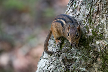 A Chipmunk on a tree.