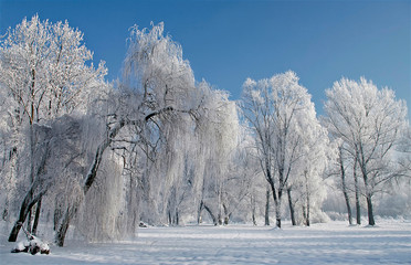 krajobraz zimowy z osnieżonymi drzewami