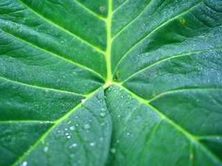The morning water dew on the leaf in the farm of Chiangmai, Thailand