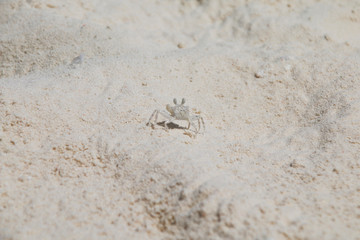 petit crabe en couleur de sable