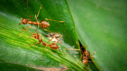 Closeup weaver ants on fresh green leaves. Macro shot of ants.