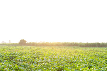 Mung bean plantations in the morning when the sun shines