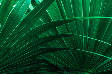 tropical palm leaf and shadow, abstract natural green background, dark blue tone