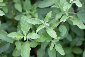 Close up of the Thai green basil leaves