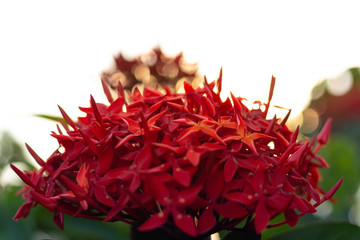 Orange red needle flower background