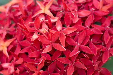Orange red needle flower background