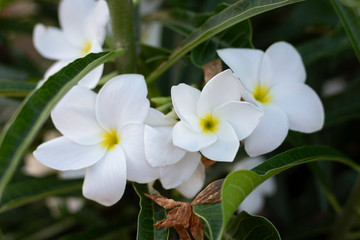 White plumeria flowers are blooming beautifully