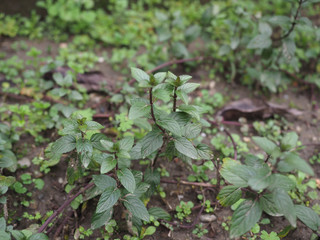 peppermint (Mentha piperita) plant