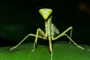 closeup mantis on fresh green leaf, macro shot of mantis which can be used as background