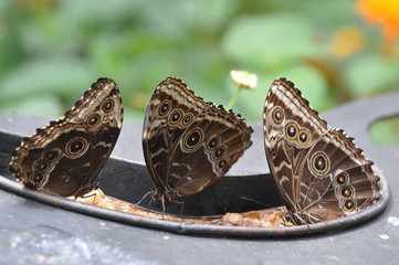 Papillons, Costa rica
