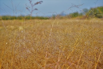 Obraz premium field of wheat