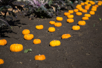 Mini citrouilles oranges