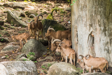 Chon Burii, Thailand - October, 05, 2019 : Young Barbary Sheep at Khao Kheow Open Zoo , Chonburi province Thailand.