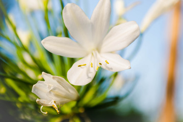 White flower in summer.