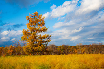 Fototapeta premium 落葉松