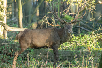 Rothirsche im Wald