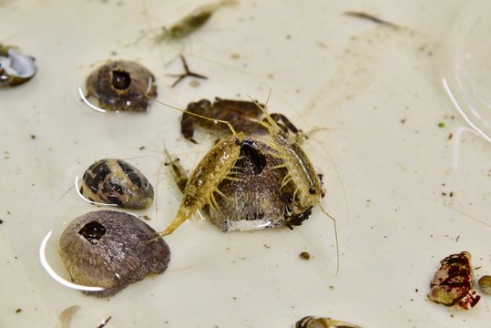 ふなむし」の写真素材 | 742件の無料イラスト画像 | Adobe Stock