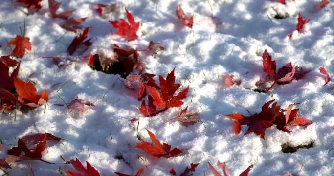 red maple leaves littered on snowy ground