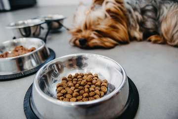 Yorkshire Terrier dog is sick and refuses to eat. No appetite, sadness, depression.