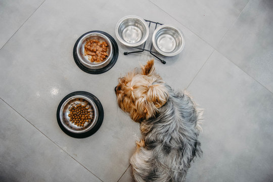 Yorkshire Terrier Dog Is Sick And Refuses To Eat. No Appetite, Sadness, Depression.