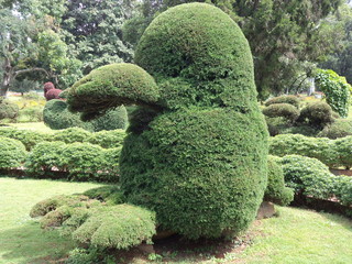 Duck shape pruning tree in garden