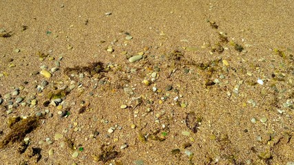 Fine golden coastal sand on which lies small pebbles and algae