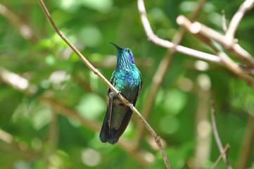 Colibri vert et bleu, Costa Rica